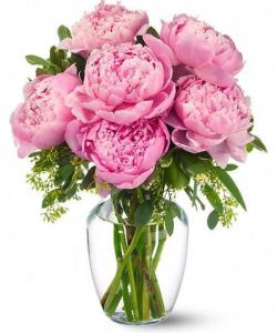 PEONIES IN PINK