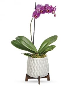 Architectural Orchid Plant