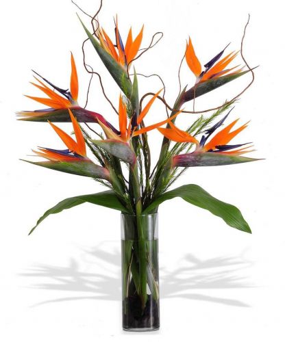Tropical Birds of Paradise 