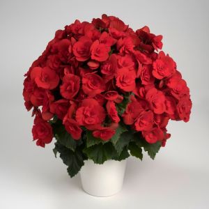 Holiday Begonia Plant