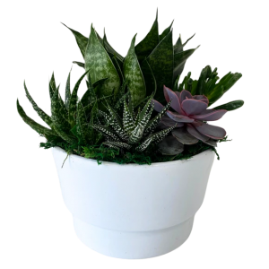 White Gloss Succulent