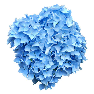 Bulk Blue Hydrangea $8.00
