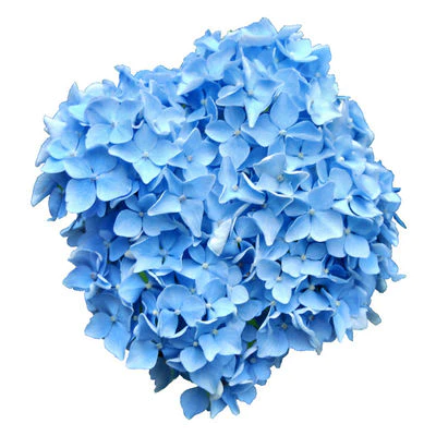 Bulk Flowers - Weddings & Events (Wholesale Pricing) - Karen's Flower Shop