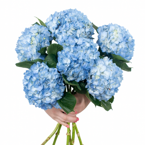 Blue Hydrangea Bouquet
