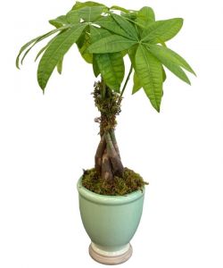 Money Tree Plant