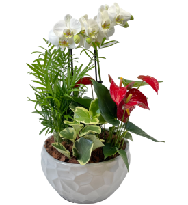 Holiday Orchid & Tropical Garden