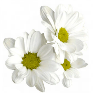 Bulk Daisies $3.50