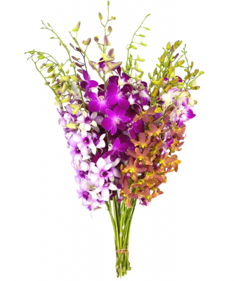 Tropical Dendrobium Orchid Bouquet