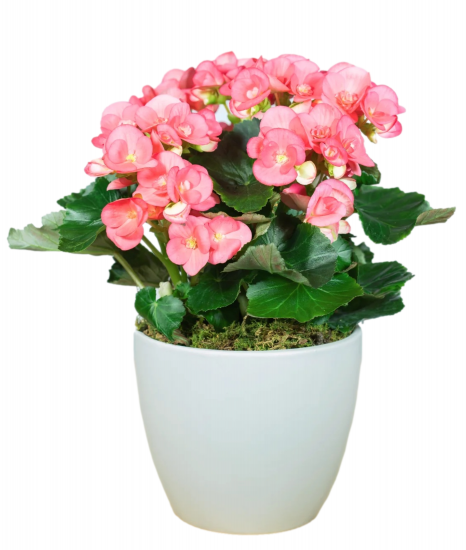Begonia