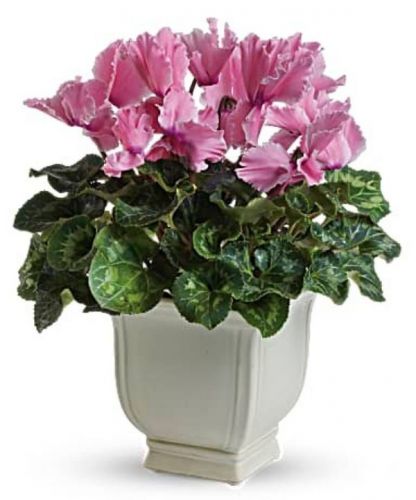 Sunny Cyclamen