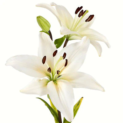 Bulk Lilies (Asiatic) $5.00