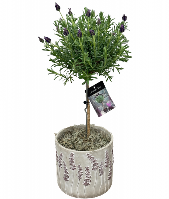 Lavender Tree