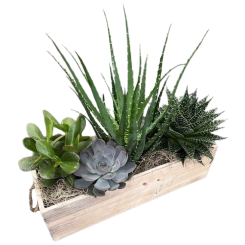 Zen Wood Garden