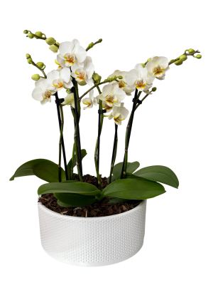 Mini White Orchid Collection