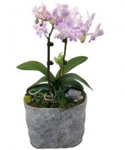 Orchid & Succulent Garden In Stone