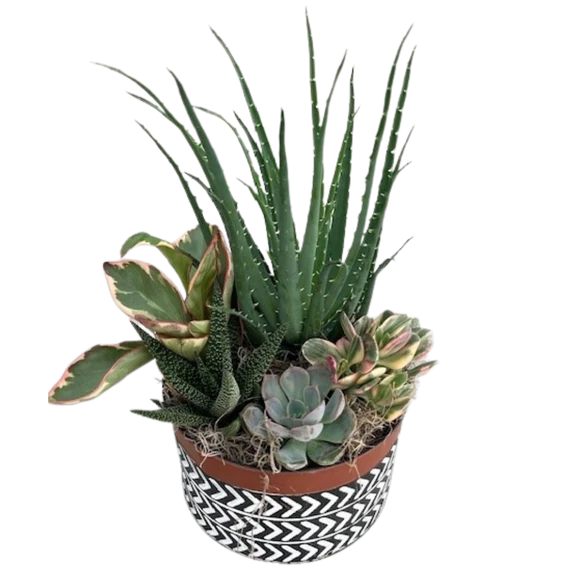 Autumn Succulent Planter