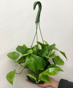 Hanging Pothos