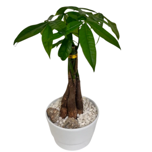 Money Tree Plant