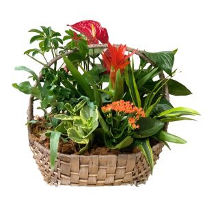 Large Tropical Basket