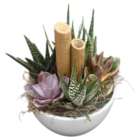 Succulent Oasis