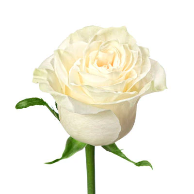 Bulk Roses $5.00