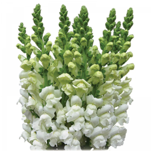 Bulk Snapdragons $3.00