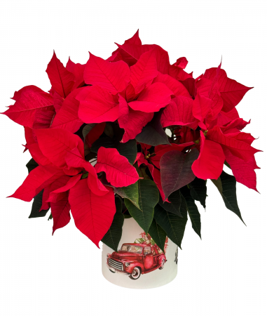 Festive Red Poinsettia