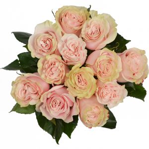 Dozen Pink Mondial Roses