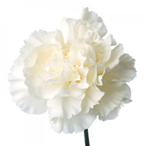 Bulk Carnation $2.00