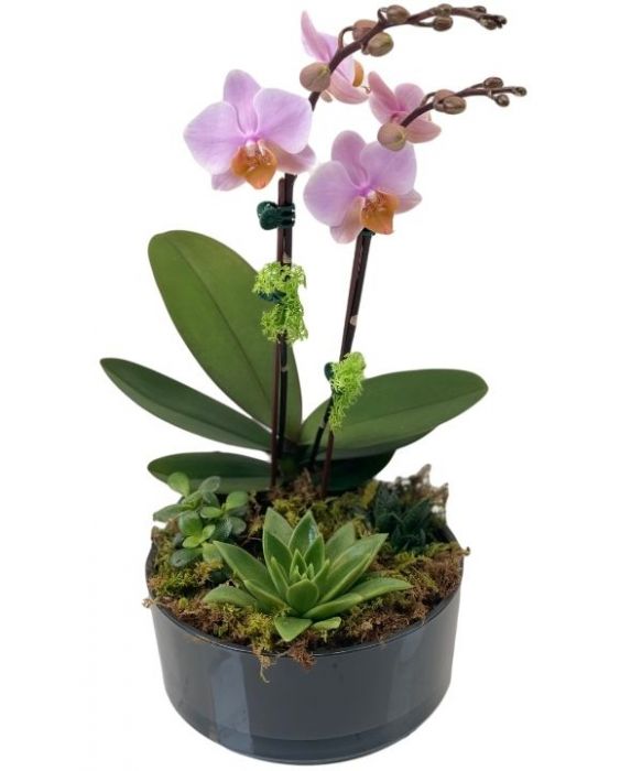 Orchid & Succulent Garden