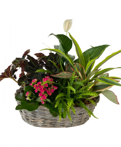 Large Tropical Basket