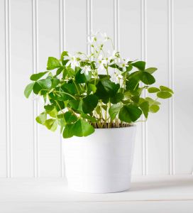 Shamrock Plant