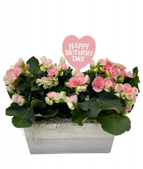 Royal Pink Begonia Garden