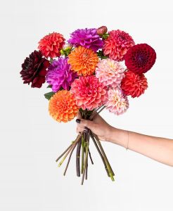Dahlia Bouquet
