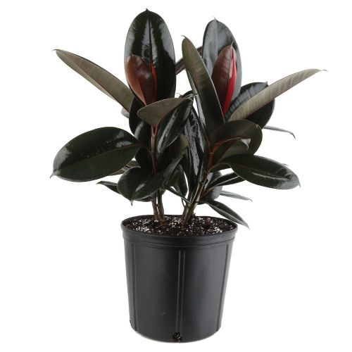 Rubber Plant