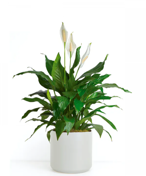 Spathiphyllum Peace Lily Plant