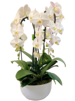 White Orchid Garden