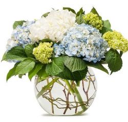 MIGHTY HYDRANGEA