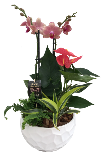 Tropical Orchid Planter