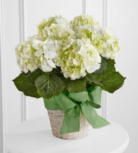 WHITE HYDRANGEA PLANT