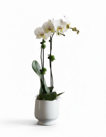 Regal Orchid In White Footed Urn