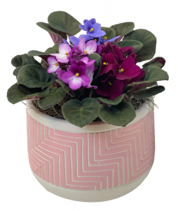 Violet Harmony