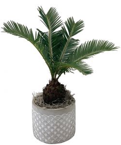 Sago Palm
