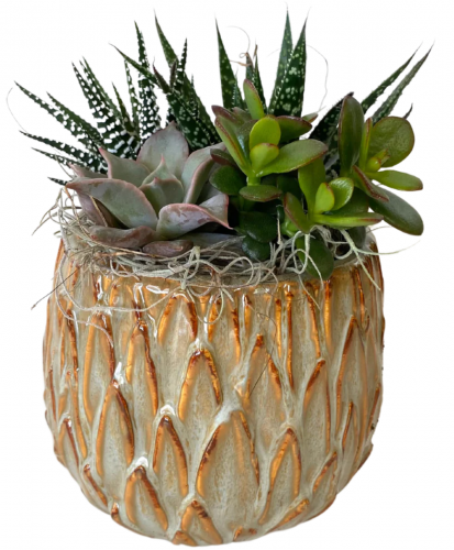 Sand Hill Succulent Garden