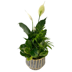 Forever Green Planter