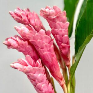 Pink Ginger Bouquet