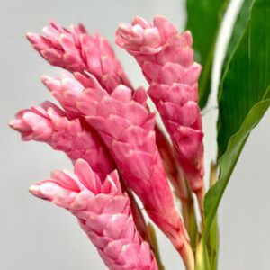 Pink Ginger Bouquet