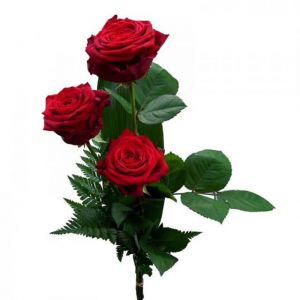 Three Red Roses Hand-Tied