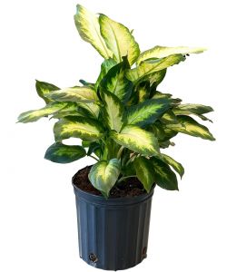 Dieffenbachia Plant