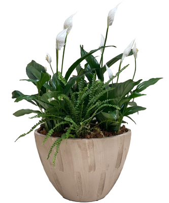 Cream Sympathy Planter